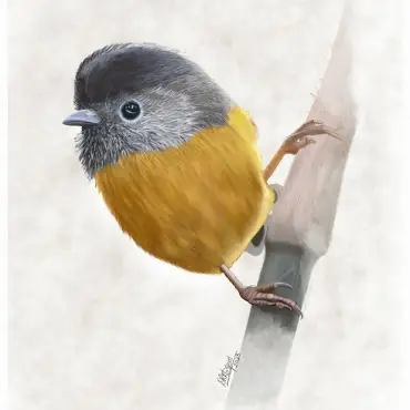 A Giclée print that captures the delicate charm of the Gold-breasted Fulvetta bird